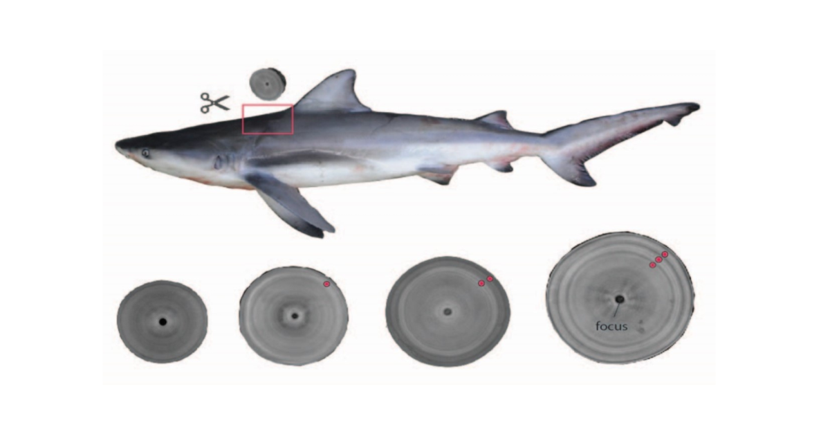 ♯Hsi09LJ地球生命紀行サメ&日本近海の生き物ストラップフル8種 サメ